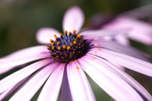 Daisy Pink